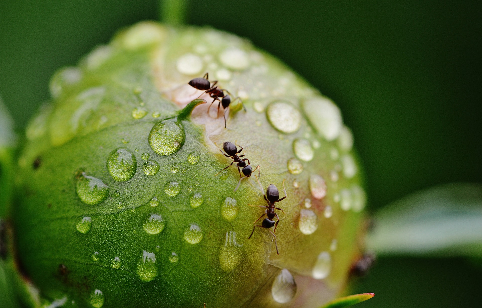 Ants: Why they love you kitchen, and what to do about it