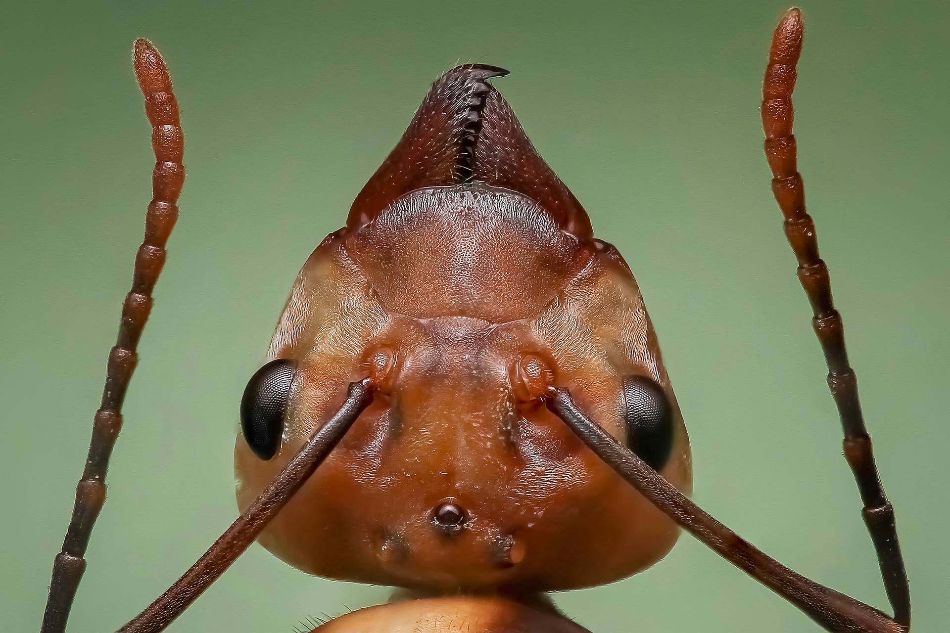 Carpenter Ants in Toronto