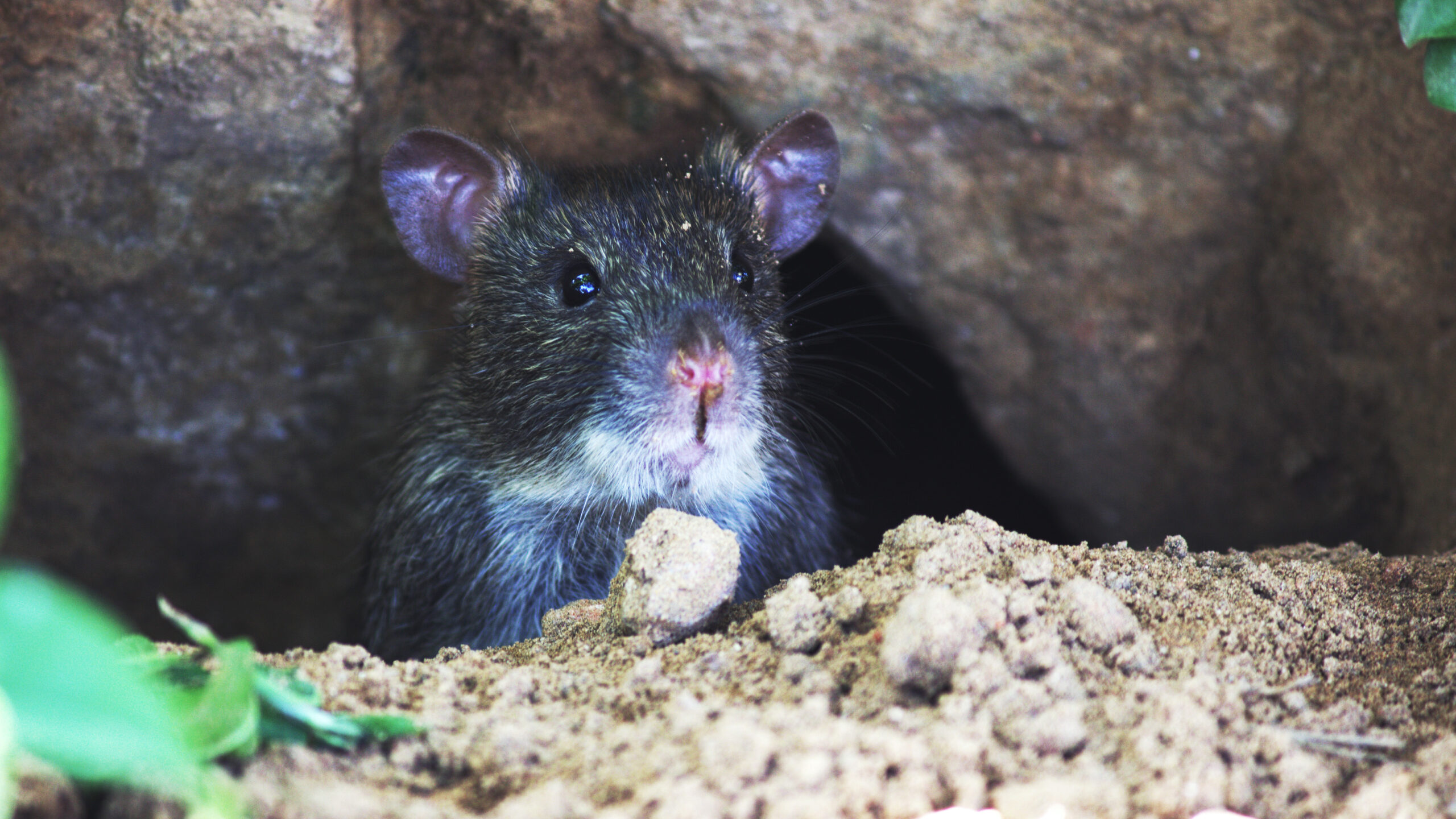 There’s a mouse in the house! Now what?