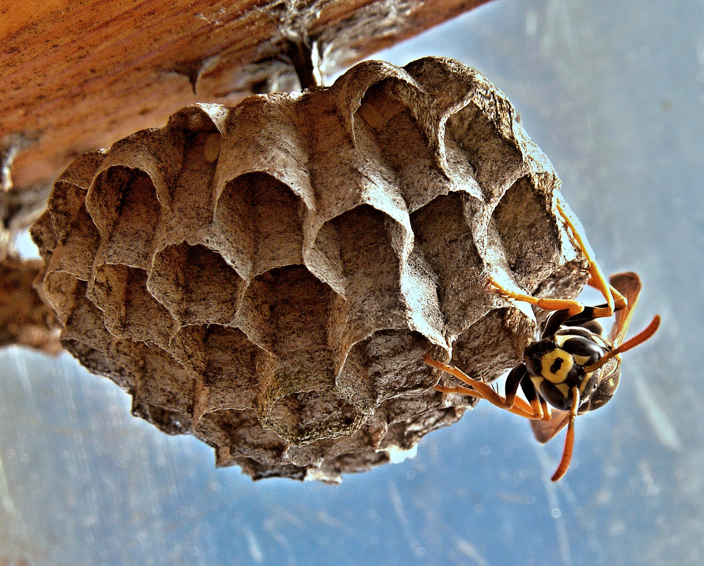 Wasps VS. Bees: What’s the difference?