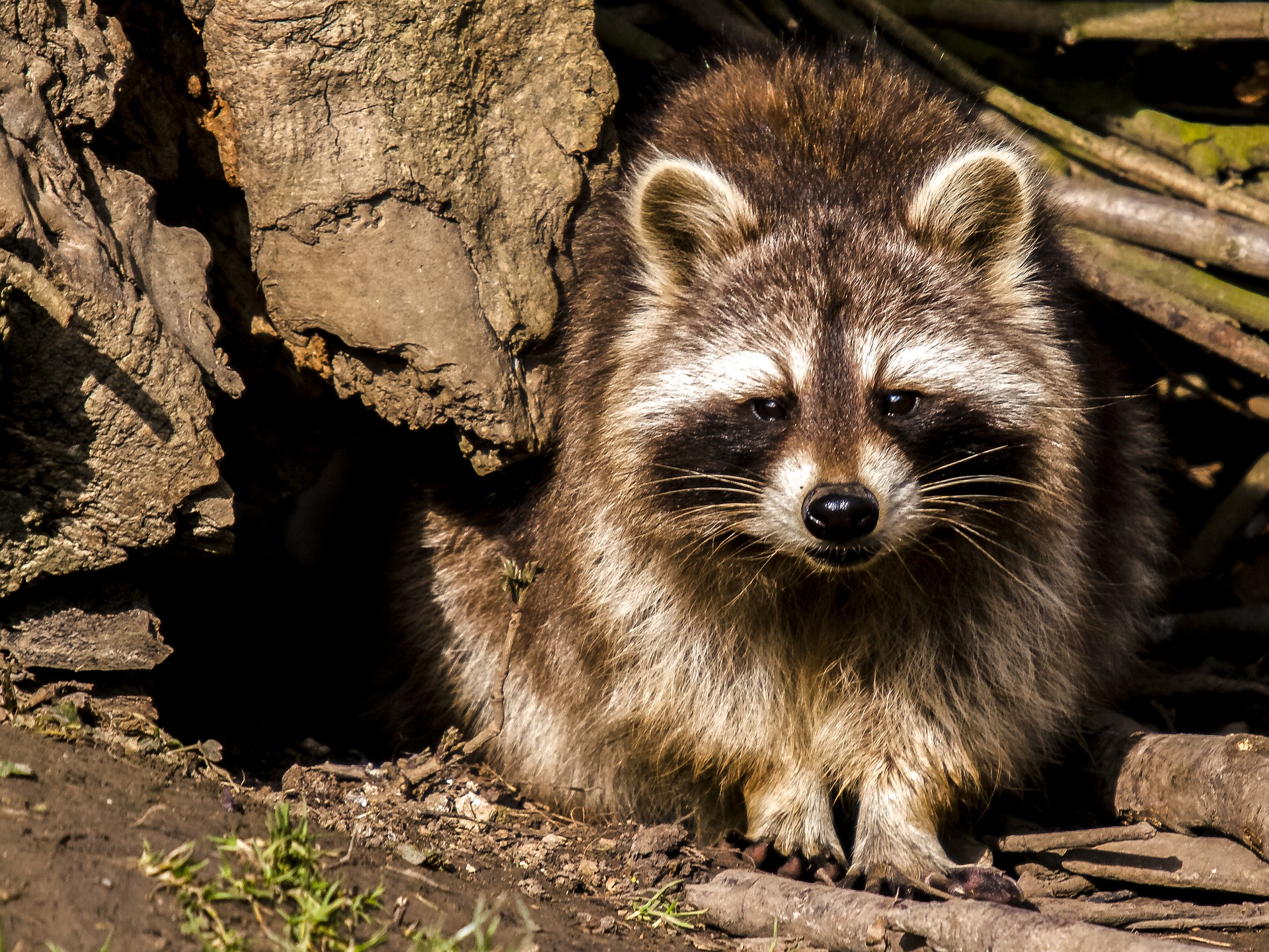 What to know about raccoons